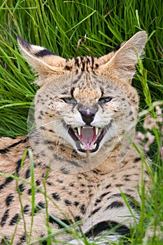 Serval Cat