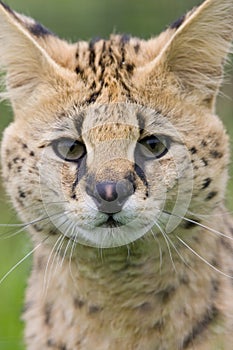 Serval cat photo