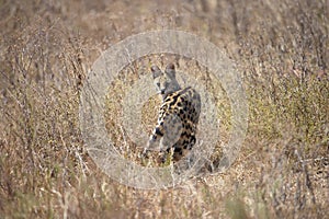 Serval Cat