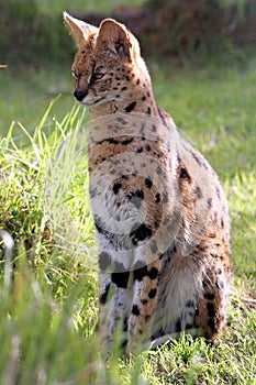 Serval Cat