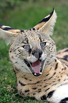 Serval Cat photo