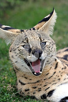 Serval Cat