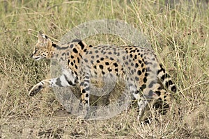 ,Serval cat photo