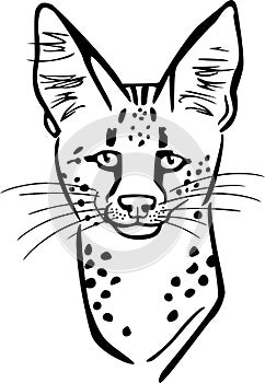 Serval Cat Face photo
