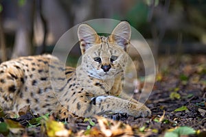 Serval cat Felis serval