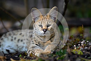Serval cat Felis serval