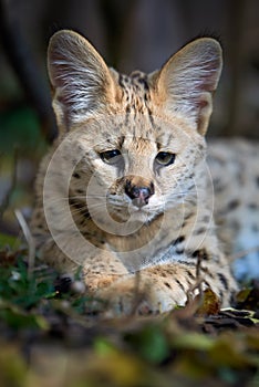 Serval cat Felis serval