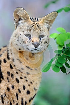 Serval cat (Felis serval)