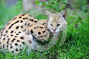 Serval cat (Felis serval)