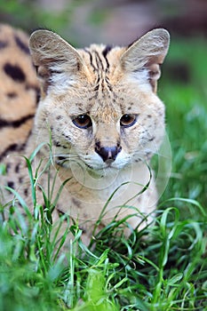 Serval cat (Felis serval)