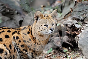 Serval cat (Felis serval)