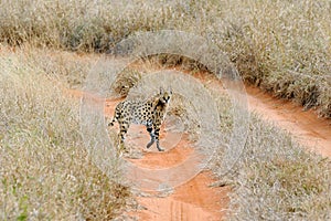 Serval cat (Felis serval) photo