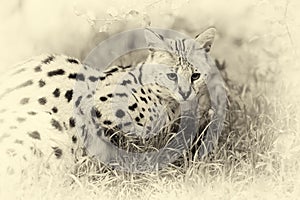 Serval cat (Felis serval) walking in the nature. Vintage effect