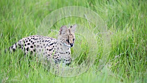 Serval cat in the grassland of the savannah in Kenya