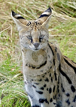 Serval Cat