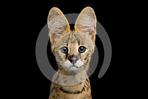 Serval cat isolated on Black Background in studio