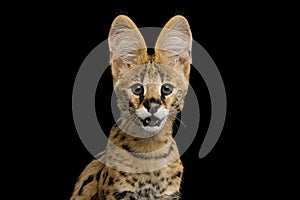 Serval cat isolated on Black Background in studio