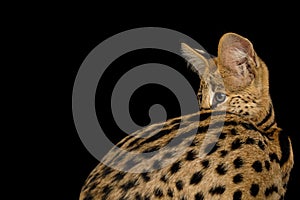 Serval cat isolated on black background in studio