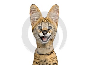 Serval cat isolated on white background in studio photo