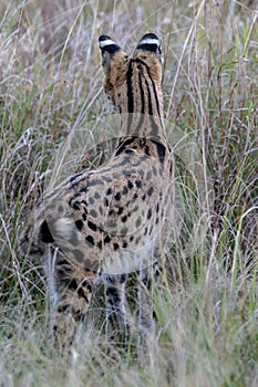 Serval Cat, Kenya, Africa