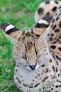 Serval cat, Leptailurus serval, head portrait