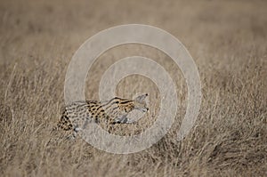 Serval Cat Looking for prey at Dry grassland in Masai Mara, Kenya