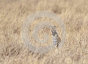 Serval Cat Looking for prey at Dry grassland in Masai Mara, Kenya