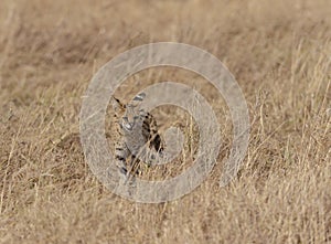 Serval Cat Looking for prey at Dry grassland in Masai Mara, Kenya