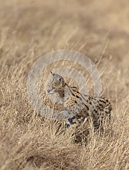 Serval Cat Looking for prey at Dry grassland in Masai Mara, Kenya