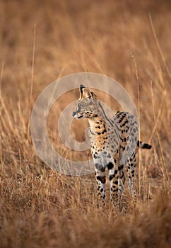 Serval Cat, Masai Mara photo