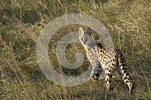Serval cat