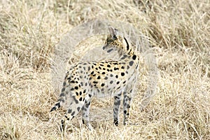 Serval Cat in Masai Mara Reserve, Kenya