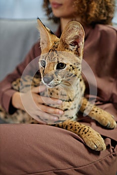 Serval Cat Sitting in Lap of Girl Relaxing on Couch