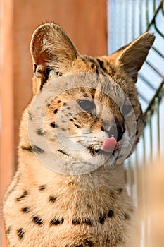 Serval cat in the Ukrainian zoo, a rare species of cat.