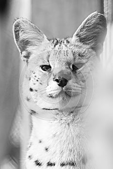 Serval cat in the Ukrainian zoo, a rare species of cat.