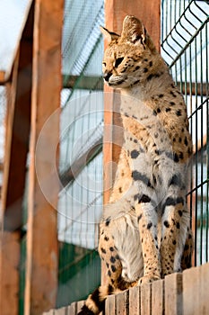 Serval cat in the Ukrainian zoo, a rare species of cat.