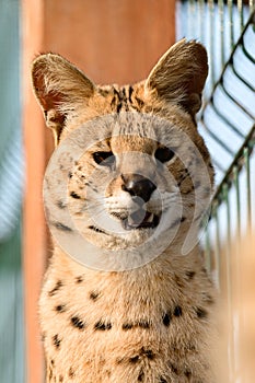 Serval cat in the Ukrainian zoo, a rare species of cat.