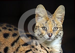 Serval Cat photo