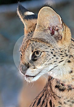 Serval photo