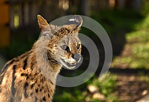 Serval. Felis serval. close up