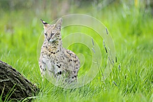 Serval in the grass