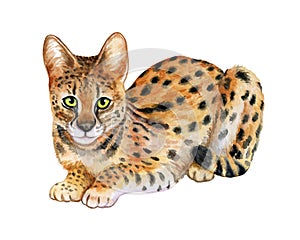 Serval isolated on white background. Wild cat. Watercolor