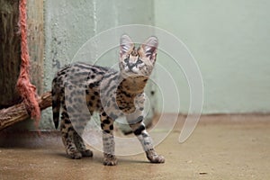 Serval juvenile