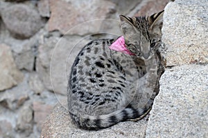 Serval kitten in natural environment