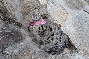 Serval kitten in natural environment