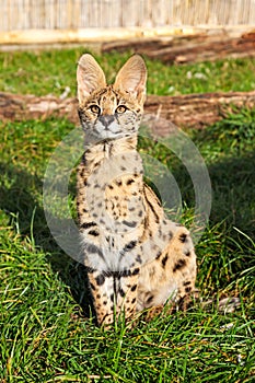 Serval Kitten Sitting Looking Upwards