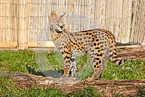 Serval Kitten Standing on Log in Sunshine