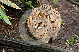 Serval Leptailurus serval