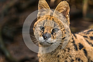 Serval Leptailurus serval