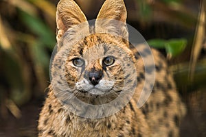 Serval Leptailurus serval